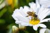 A close up picture of a bee collecting pollen from a flower