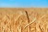 A photograph of a wheat field