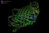 A three-dimensional computer model of a molecule of bacteriochlorophyll a