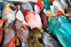 Colourful fish at a fishmarket