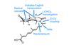 An image showing (±)-rhabdastrellic acid A