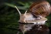 An image showing a garden snail