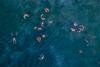 Overhead shot of people swimming