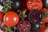 Purple GMO tomatoes