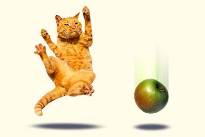 Cat and apple falling