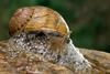 A close up of a snail with lots of bubbly slime