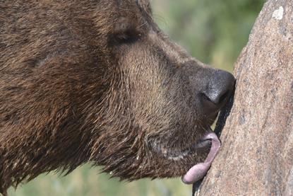 Bear licking a rock