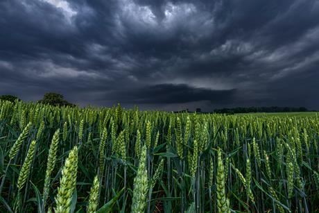 Wheat field