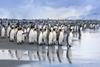 King penguins