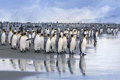 King penguins