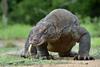 A komodo dragon