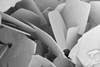 An image showing a SEM photograph